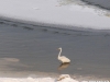 snjezni_sisak_12_27