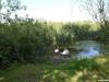labudovi-na-tisini-topolovac-sisak_16-01