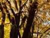 jesen-u-gradu-sisak-15-28