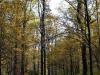 jesen-u-gradu-sisak-15-36