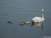 graba-sisak_2020_03