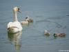 graba-sisak_2020_05