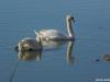 graba-sisak_2020_20