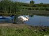 labudovi_sisak-15-15