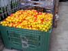 neretvanske-mandarine-sisak-16-01