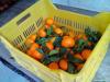 neretvanske-mandarine-sisak-16-03