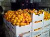 neretvanske-mandarine-sisak-16-05