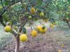 neretvanske-mandarine-sisak-16-07