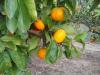 neretvanske-mandarine-sisak-16-08