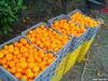neretvanske-mandarine-sisak-16-09