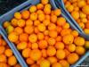 neretvanske-mandarine-sisak-16-10