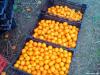neretvanske-mandarine-sisak-16-11