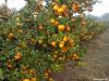 neretvanske-mandarine-sisak-16-12