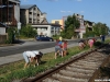 ambrozija_2012_01