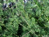 ambrozija_2012_07