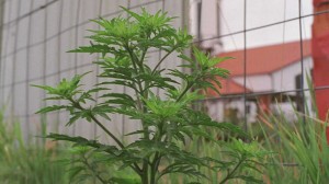 Hrastelničani u subotu uklanjaju ambroziju Hrastelničani u subotu uklanjaju ambroziju