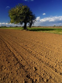 Raspisani natječjaji za županijske poticaje u poljoprivredi Raspisani natječjaji za županijske poticaje u poljoprivredi