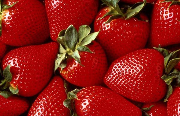 Ukradeno 150 kg jagoda Ukradeno 150 kg jagoda