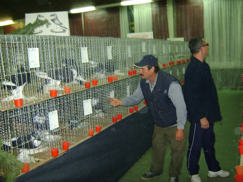 Izložba ptica ovoga vikenda u Sisku Izložba ptica ovoga vikenda u Sisku