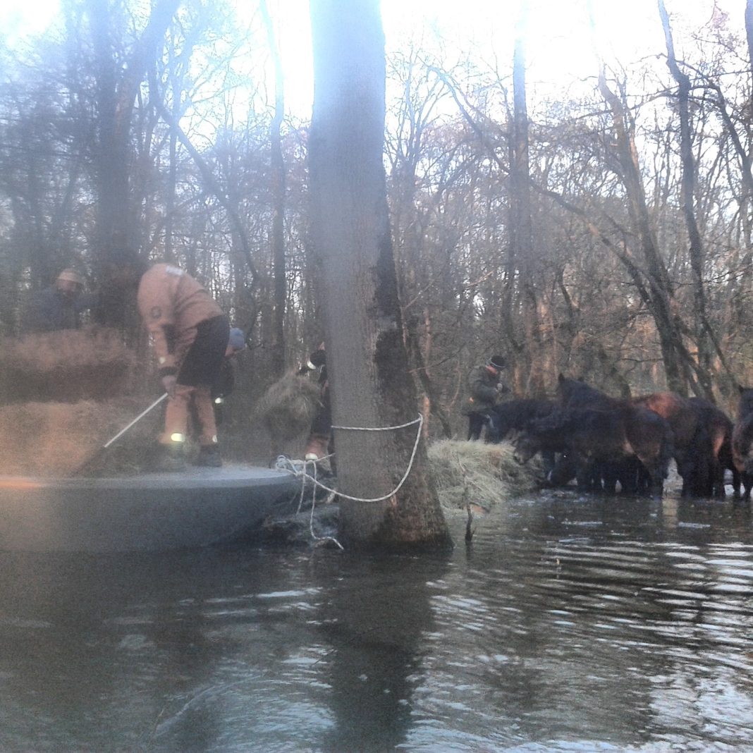 Nakon konja HGSS u Lonjskom polju spašavao i njihove vlasnike Nakon konja HGSS u Lonjskom polju spašavao i njihove vlasnike