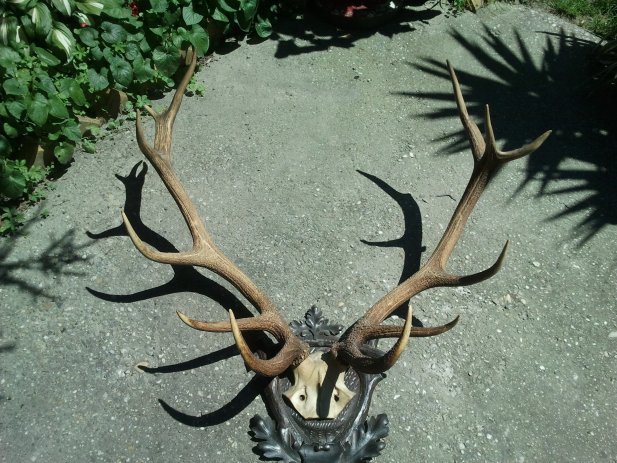 Novljanka ostala bez rogova Novljanka ostala bez rogova