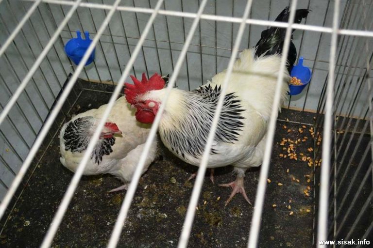 39. Izložba malih životinja