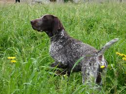 Pas dječaka ugrizao za lice Pas dječaka ugrizao za lice