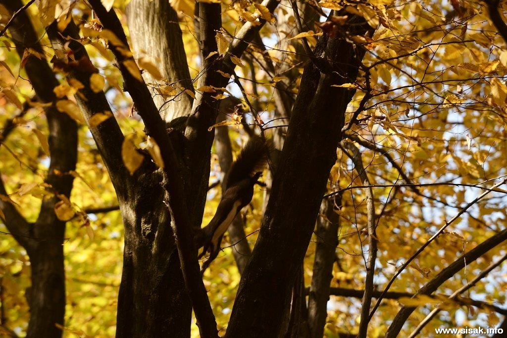 Jesen u gradu Jesen u gradu