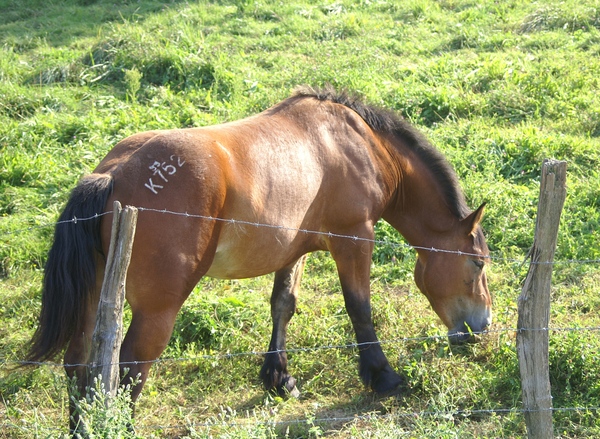 U Lonjskom polju usmrćena kobila U Lonjskom polju usmrćena kobila