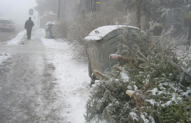 Sakupljanje odbačenih božićnih drvaca Sakupljanje odbačenih božićnih drvaca