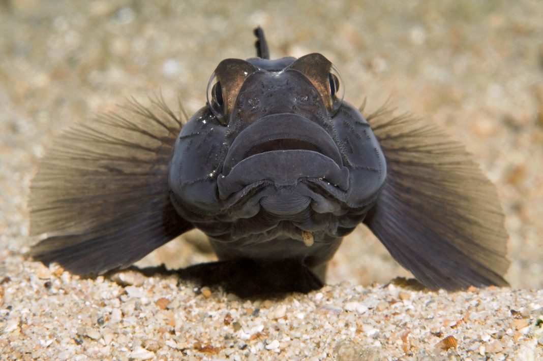 Fotografije Dalibora Andresa obilaze svijet na poštanskim markama Fotografije Dalibora Andresa obilaze svijet na poštanskim markama