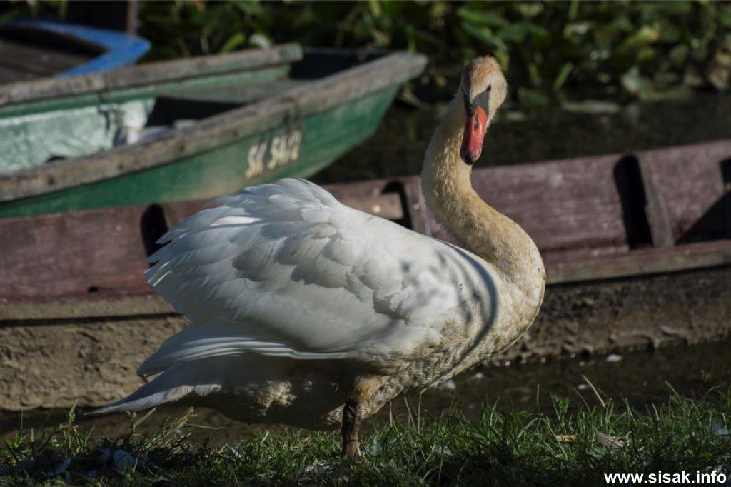 Potvrđena ptičja gripa kod uginulih labudova na području Lonjskog polja Potvrđena ptičja gripa kod uginulih labudova na području Lonjskog polja