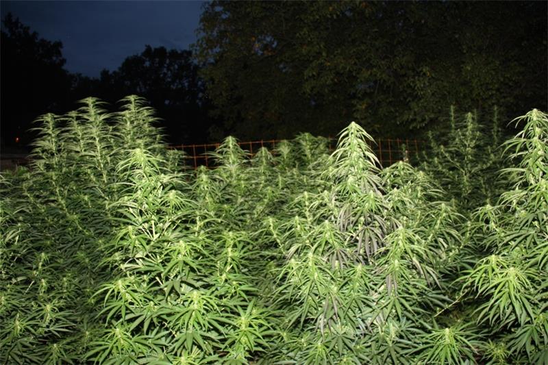 Više osoba osumnjičeno za neovlaštenu proizvodnju i promet drogama Više osoba osumnjičeno za neovlaštenu proizvodnju i promet drogama