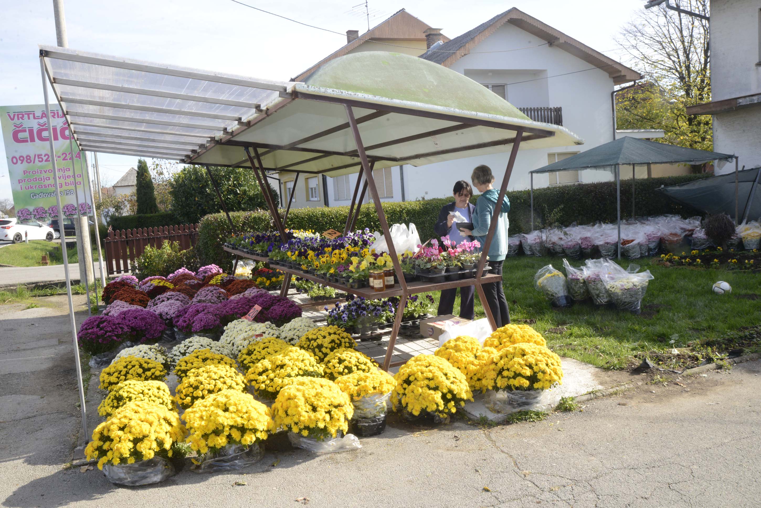 Uzgajivači krizantema spremni za blagdan Svih svetih Uzgajivači krizantema spremni za blagdan Svih svetih