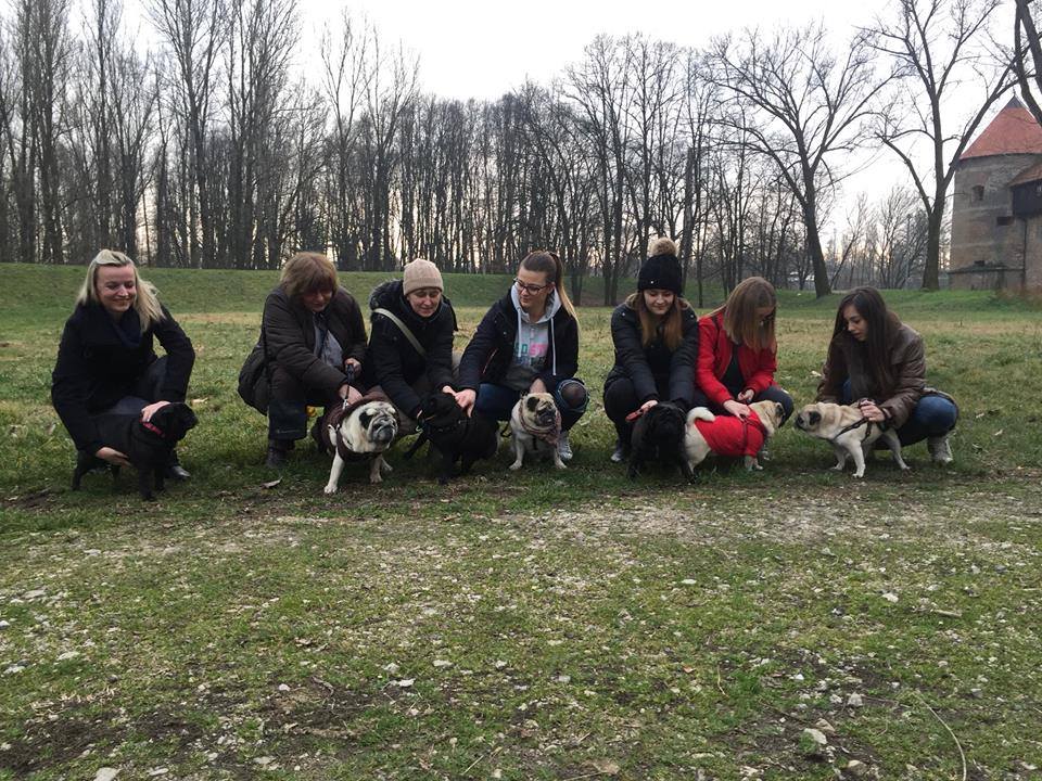 Druženje mopsova i njihovih vlasnika kod Starog grada Druženje mopsova i njihovih vlasnika kod Starog grada