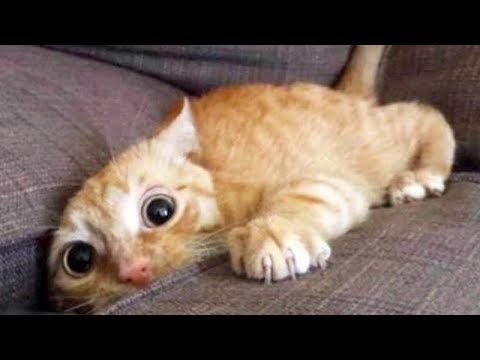 LAUGH UNSTOPPABLE at FUNNY ANIMALS – Super FUNNY ANIMAL videos   portal