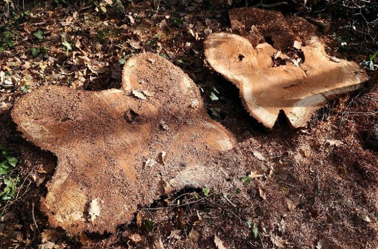 Osumnjičen za krađu 12 hrastovih stabala Osumnjičen za krađu 12 hrastovih stabala