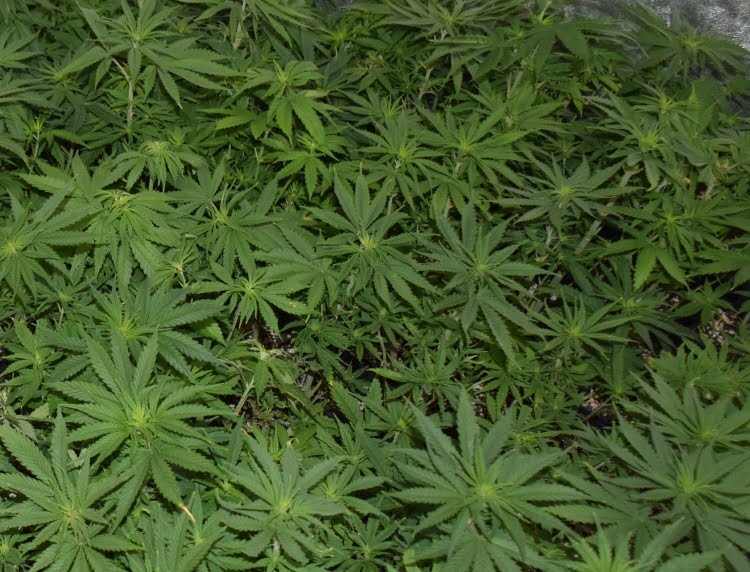 Pronađeno i oduzeto šest stabljika indijske konoplje Pronađeno i oduzeto šest stabljika indijske konoplje