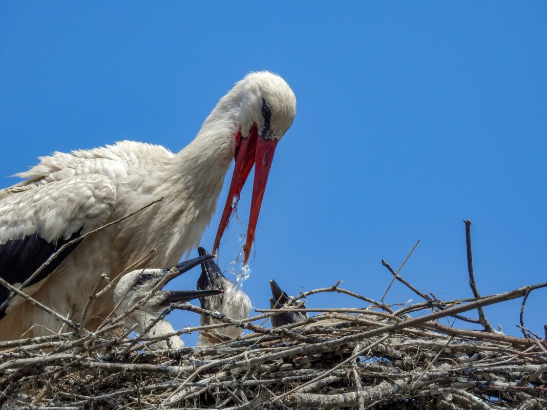 U subotu bogat program uz rođendan parka prirode Lonjsko polje