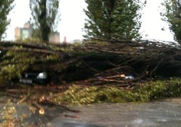83-godišnjaku posjekli i ukrali 60 stabala graba 83-godišnjaku posjekli i ukrali 60 stabala graba