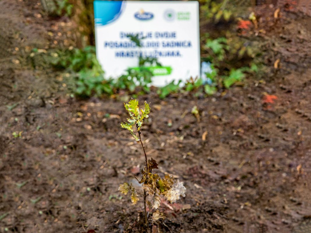 Najnoviji val Dukatovog projekta pošumljavanja – zahvaljujući dječjim crtežima niče nova šuma od 11 tisuća sadnica FOTO: Miljenko Hegedić