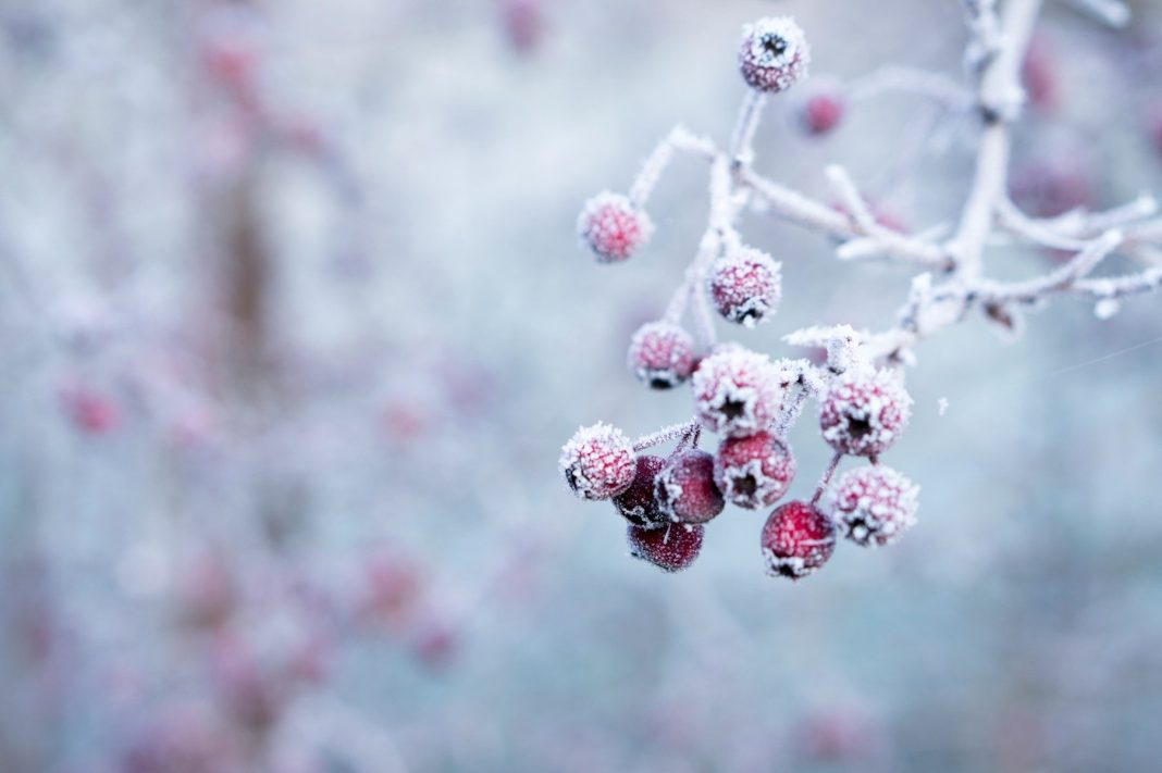 Obavijest o proglašenju prirodnih nepogoda selective focus photo of frozen round red fruits
