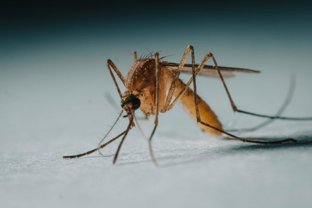 Obavijest o provedbi suzbijanje komaraca a close up of a mosquito on a white surface